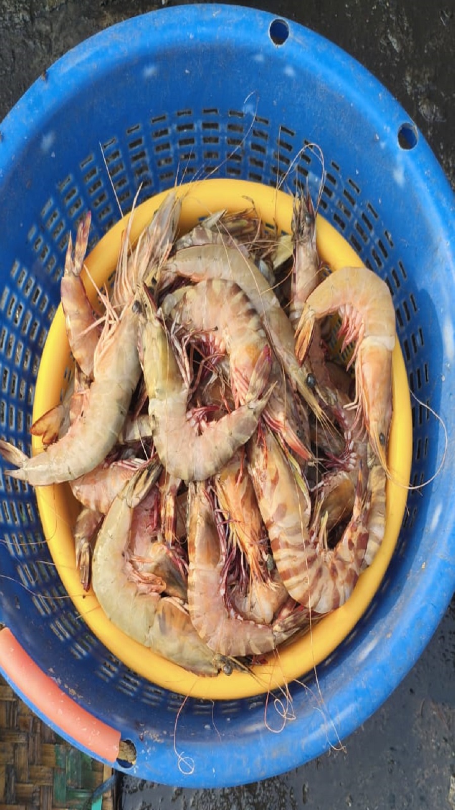 sea prawns